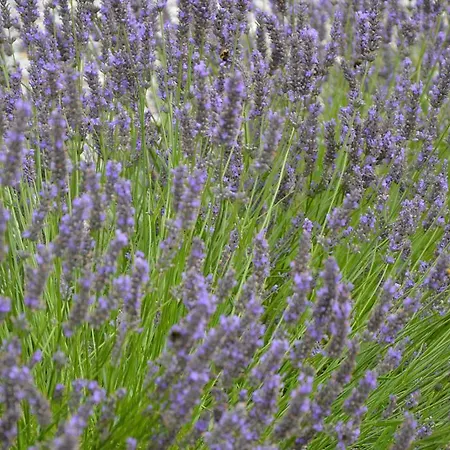 Apartamento Svendlundgaard